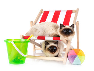 birman cats in studio