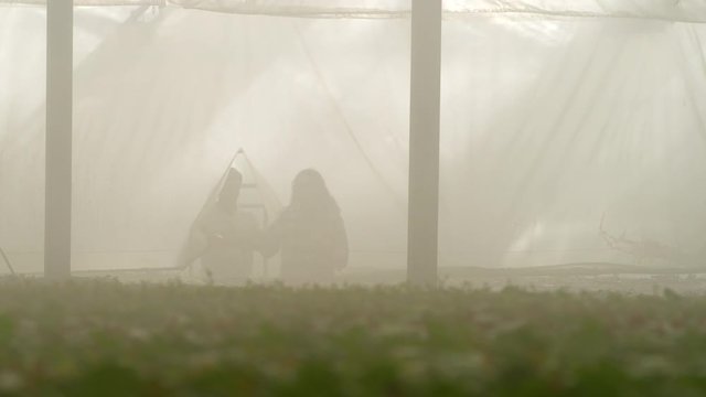 WS&nbsp;TS Man and woman walking into greenhouse with mist
