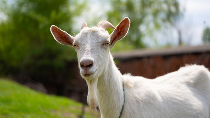 A goat grazes in the countryside. A tethered goat grazes on the lawn. A white goat was grazing in a meadow.