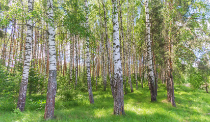 Fototapeta premium Summer birch grove