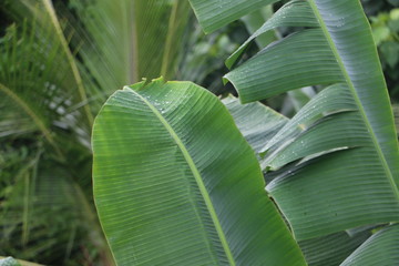 close up of Banana leaves