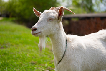 A goat grazes in the countryside. A tethered goat grazes on the lawn. A white goat was grazing in a meadow.