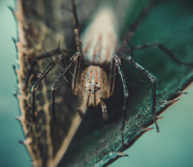 oxyopes salticus is a species of lynx spider,commonly known as the striped lynx spider.