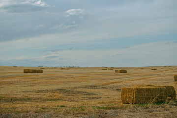 Bales of Hay in a farm field