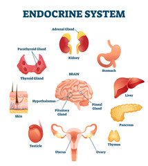 Endocrine system vector illustration. Inner hormonal organ educational scheme