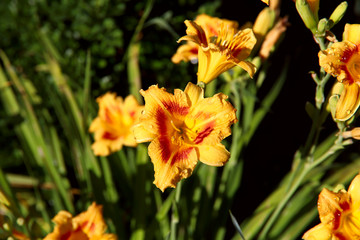 Floral background. Beautiful orange daylily flowers close up. Yellow flowers with dew drops on a background of green leaves. Horizontal, close-up, cropped shot, free space. Floriculture concept.