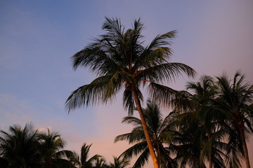 Fototapeta na wymiar tropical palm tree. tropical palm tree with sunset sky background