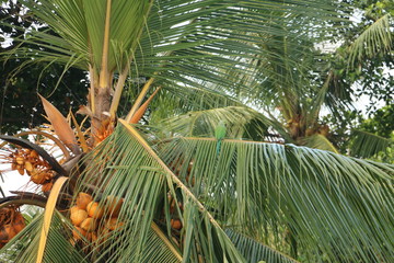 The coconut tree is parot on the leaves