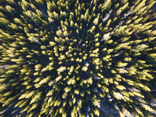 Morning summer forest in green colour photoshoot from drone.
Summer warm sunlight forest aerial view.
Beautiful landscape background concept