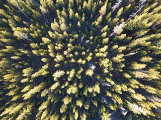 Morning summer forest in green colour photoshoot from drone.
Summer warm sunlight forest aerial view.
Beautiful landscape background concept