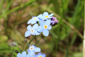 blühende Vergißmeinnicht im Frühling