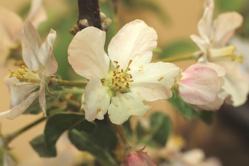 apfelblüten im frühling 