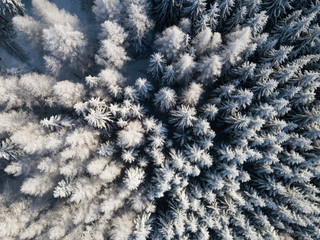 Aerial view of winter forest covered in snow. drone photography - panoramic image
Beautiful frosty trees, christmas time, Happy new year.