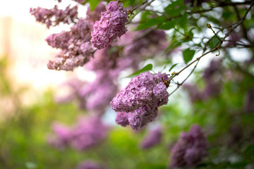 Branch of a blossoming lilac bush with delicate purple flowers and buds and fresh foliage. Beautiful sunset light spring floral background. Close-up macro view