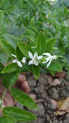 beautiful green lamon tree and white flowers (3)