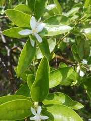 Lemon on the lamon trees with blur background
