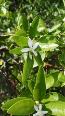 Lemon on the lamon trees with blur background