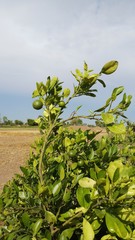 Obraz premium Lemon on the lamon trees with blur background