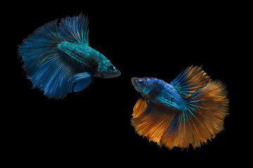 Obraz premium Betta, beautiful Thailand, half moon, on a black background