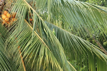coconut palm tree in the garden