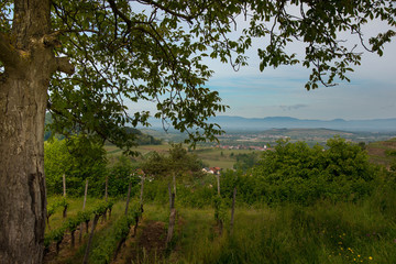 Frühling im kaiserstuhl bei Amoltern