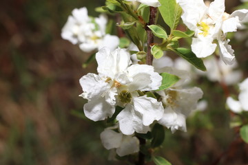 weße blühemde blüten von pflanzen im frühling