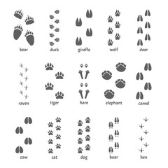Foot track set. The chain of paws of an animal, bear, elephant, tiger, giraffe, cow, camel, cat, dog, wild boar, hen, duck, raven, hare, wide and narrow silhouette footprints. Vector graphics.