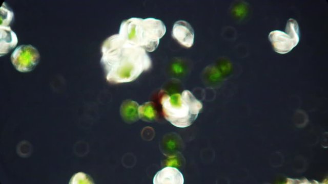 Elaters on spores of the horsetail, Equisetum, help in dispersal..
