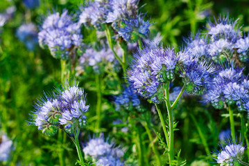 agricultural field of phacelia flowers