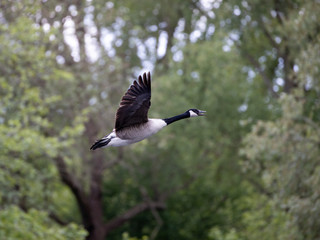 Eine fliegende Kanadagans vor einem Wald in der Seitenansicht