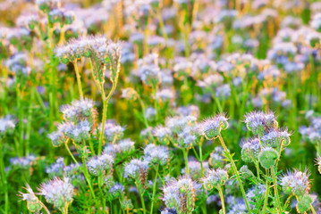 phacelia bee plant fields at sunset