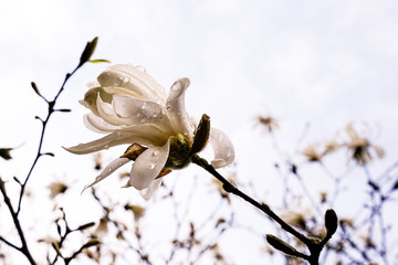 Inflorescence of white magnolia on a branch against the sky during the rain