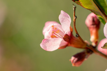 Soft pink flowers on a wild shrub close up