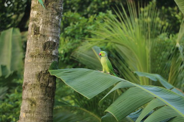 A lone parrot