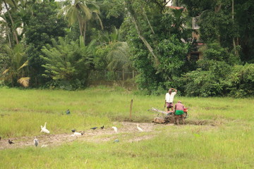 Paddy field and working farmers