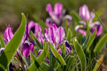Delicious wild purple and lilac spring flowers surrounded by green leaves