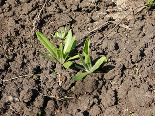 Weeds in the garden. Young green shoots of grass.