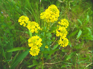 rape with flowers in Germany in spring