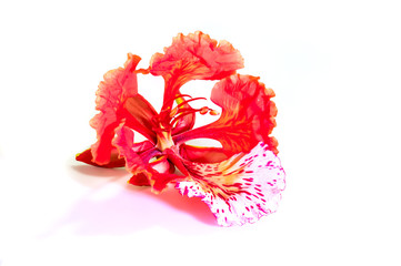 Peacock flowers isolated on white background.