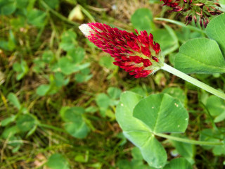crimson clover with flower in spring in Germany
