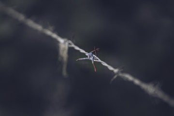Close up of rusty old barbed or barb wire background