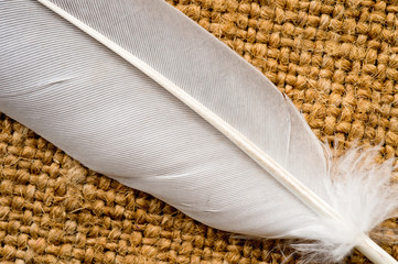 Fragment of a feather of a bird of gray color photographed closeup.