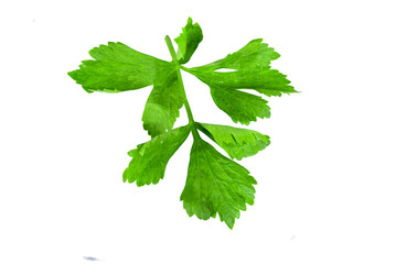 One celery has been placed on a white background.