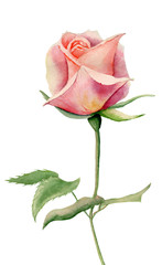 Hand painted pink watercolor single rose with two green leaves isolated on the white background