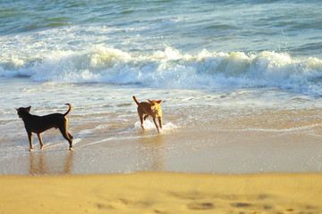 Dogs are playing on the beach - enjoy their freedom