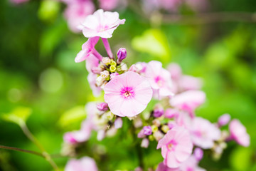 Blooming pink phlox in the garden. Shallow depth of field.