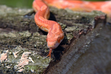 albino corn snake on wood log