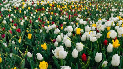 A field of colorful tulips