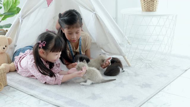 a girl playing new born Persian cat at house of her footage video 4k