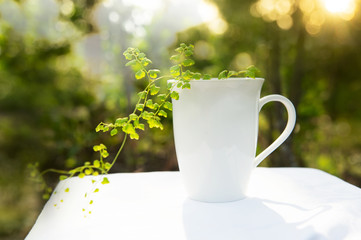 green fern plant on white ceramic cup for hot coffee drink with summer morning light refreshment background